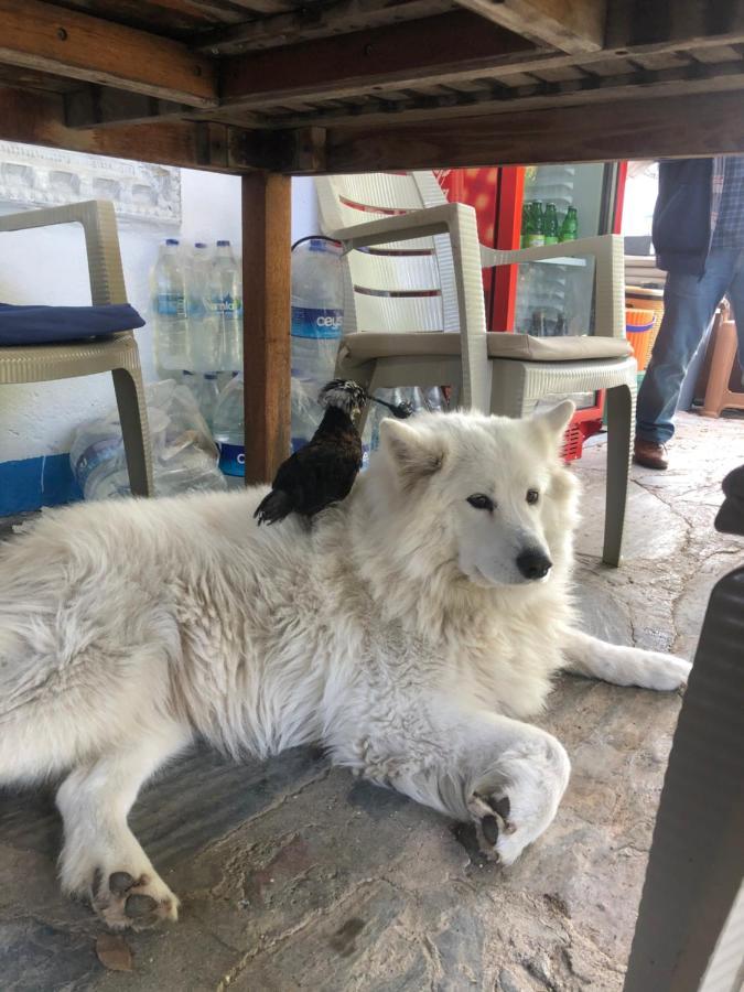 Zirkon Doga Butik Otel Φετιγιέ Εξωτερικό φωτογραφία